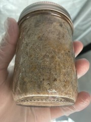 Chicken of the Woods Grain Spawn