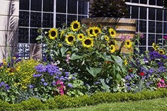 Dwarf Sunflower Seeds for Planting Grow Kit – Seeds – Peat Pots – Soil Pods!