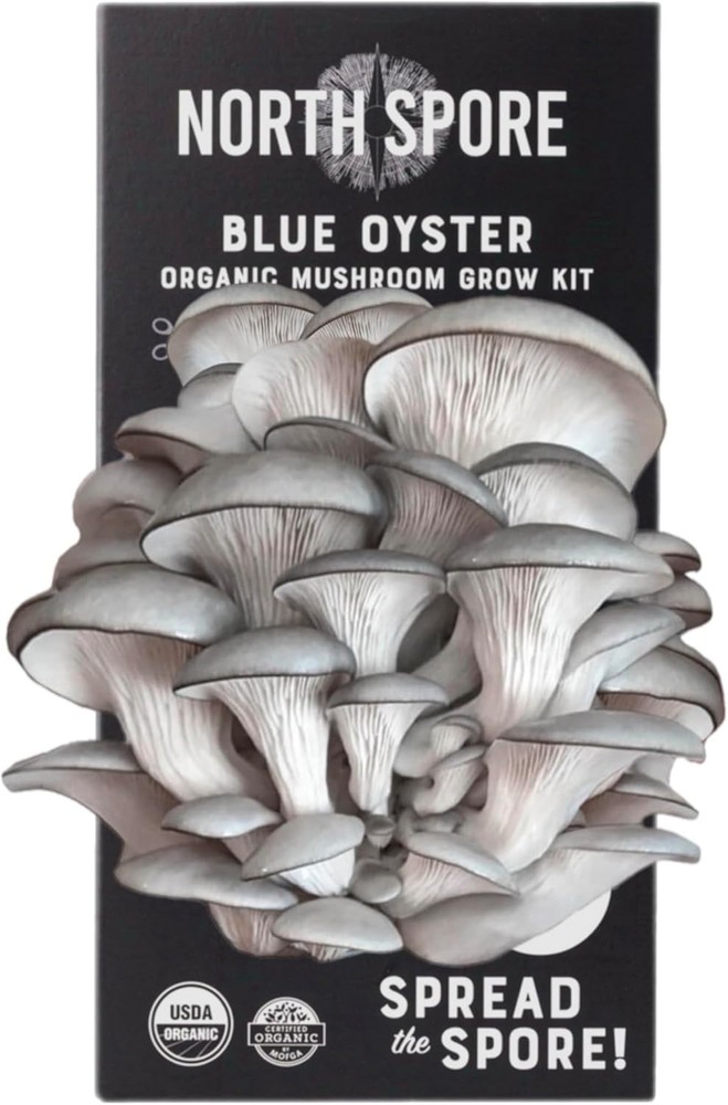 Organic Blue Oyster Mushroom Spray & Grow Kit 4 lb | Beginner Friendly & Easy…