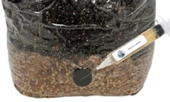Self Healing Injection Ports for Mushroom Spawn Bags and Jar Lids (50-Pack)