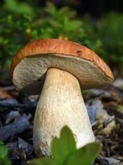 Porcini King Bolete Mushroom Spores in Sawdust Bag Jumbo Grow Kit Makes 25 gal