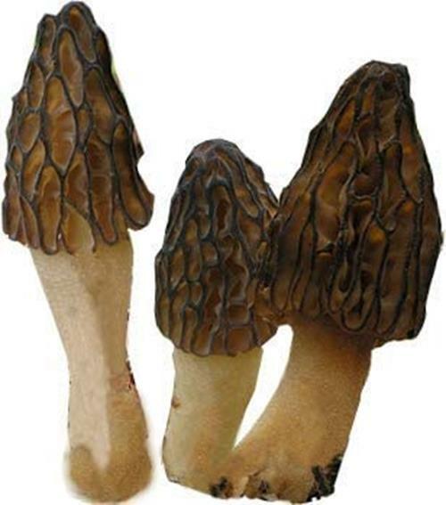 BLACK Morel Mushroom Spores Sawdust Bag Garden Grow Kit Makes 5gal Ships Free