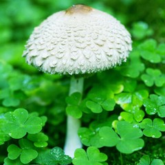 Parasol Mushroom (Amerilepiota procera) Liquid Culture