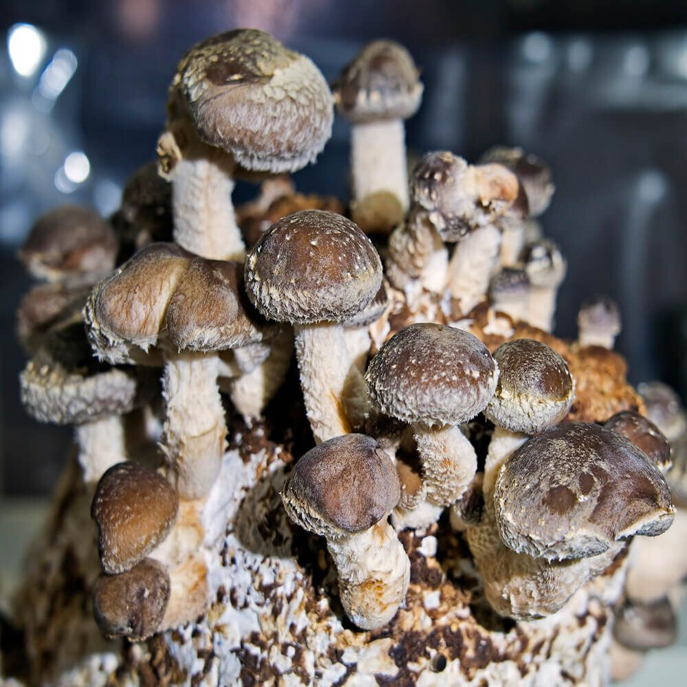 Shiitake WR 50-75 fahrenheit (Lentinula edodes) Liquid Culture