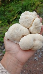 Lion’s Mane Mushroom Spore Syringe