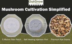 Four Quart Jars of Sterilized Rye Grains with Self Healing Injection Ports