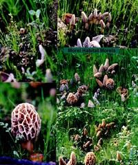Morel Mushroom Grow Kit GROW MORELS IN YOUR BACKYARD – START THIS SUMMER!