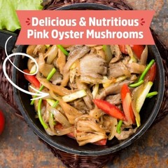 Back To The Roots Organic Pink Oyster Mushroom Grow Kit Harvest Gourmet Fungi