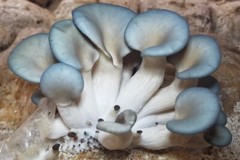 Seeds Mushroom Oyster Blue Mycelium Spawn Spores Organic Ukraine