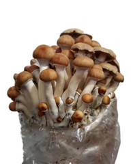 Maitake (Hen of the Woods) Indoor Mushroom Grow Kit Ready to Grow! 5 Pound
