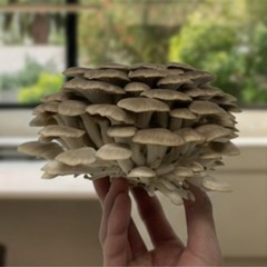 White and Brown Oyster Mushroom Growing Farm- Edible Oyster Mushroom Growing Kit