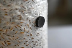 Self Healing Injection Ports for Mushroom Spawn Bags and Jar Lids (50-Pack)