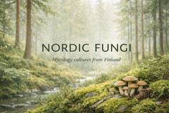 Lion’s Mane Mushroom Spore Syringe