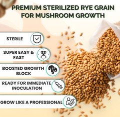 12 x one pound sterilized rye grain bags with injection ports mushroom substrate