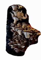 Oyster Mushroom Grain Spawn – Starter Kit – 3lbs Of Sterilized Grains, 1 LC
