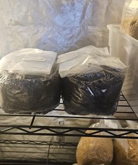 5 lb CVG sterilized mushroom substrate bag