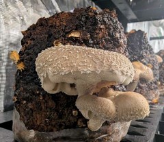 THREE Blocks Your Choice Mushroom Kit Multi-Pack!