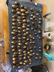 2023 Morale Mushrooms