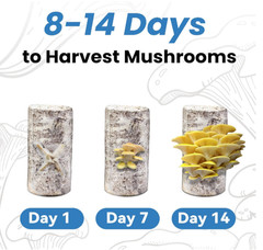 Golden Oyster Mushroom Grow Kit 4lb Organic USA—Grow Fancy Fungi Fast Fun