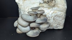 Blue Oyster Mushroom Kitchen Harvest Kit | 5 lbs.