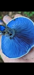 Indigo Milkcap Mushroom (Lactarius indigo) Colonized Grain Spawn, 1 Quart