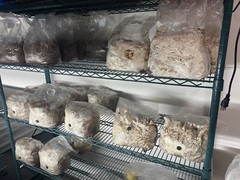 4.5 Lbs Lions Mane Mushroom Fruiting Blocks