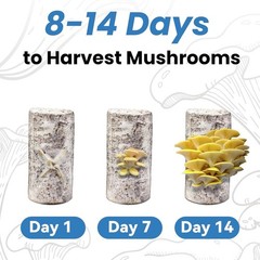 Organic 4lb Golden Oyster Mushroom Grow Kit Indoor Harvest in 10 Days Home Grows