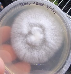 Black Pearl King Oyster Pleurotus ostreatus Liquid Culture 10+ ml Hybrid from JP