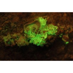 Glow in the dark Bioluminescent Mushroom Liquid Culture Panellus Stipticus