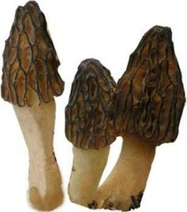 BLACK Morel Mushroom Spores Sawdust Bag Garden Grow Kit Makes 5gal Ships Free