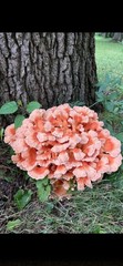 Chicken of the Woods Mushroom Spawn Plugs 200 ct