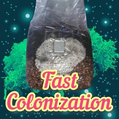Double The Mushroom Bags, 2x 2lb All-in-One Grow Bags ( Just Add Spores)