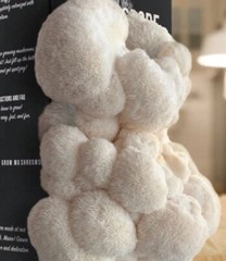 Organic Lion’s Mane ‘Spray & Grow’ Mushroom Growing Kit