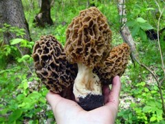 Seeds Mushroom Morel Conical Mycelium Spawn Grow Kit Dried Spores Organic