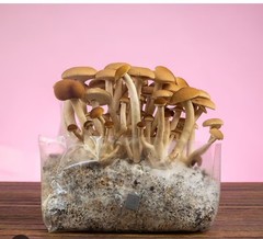 Mushrooms And Mushrooms Growing Supplyies
