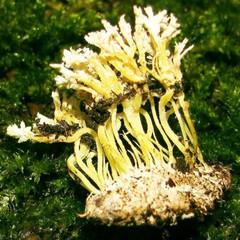 Isaria farinosa Liquid Culture