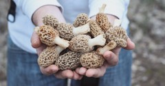 Morel Mushroom Spores in Sawdust Bag Jumbo Grow Kit Makes 25 gal FREE SHIPPING