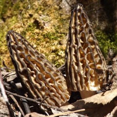 Seeds Mushroom Morel Conical Mycelium Spawn Grow Kit Dried Spores Organic