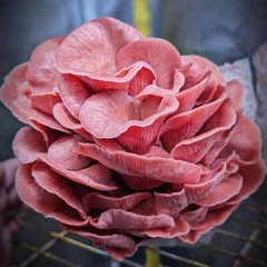 Pink Oyster (Valentine) Mushroom (Pleurotus djamor) Liquid Culture Syringe
