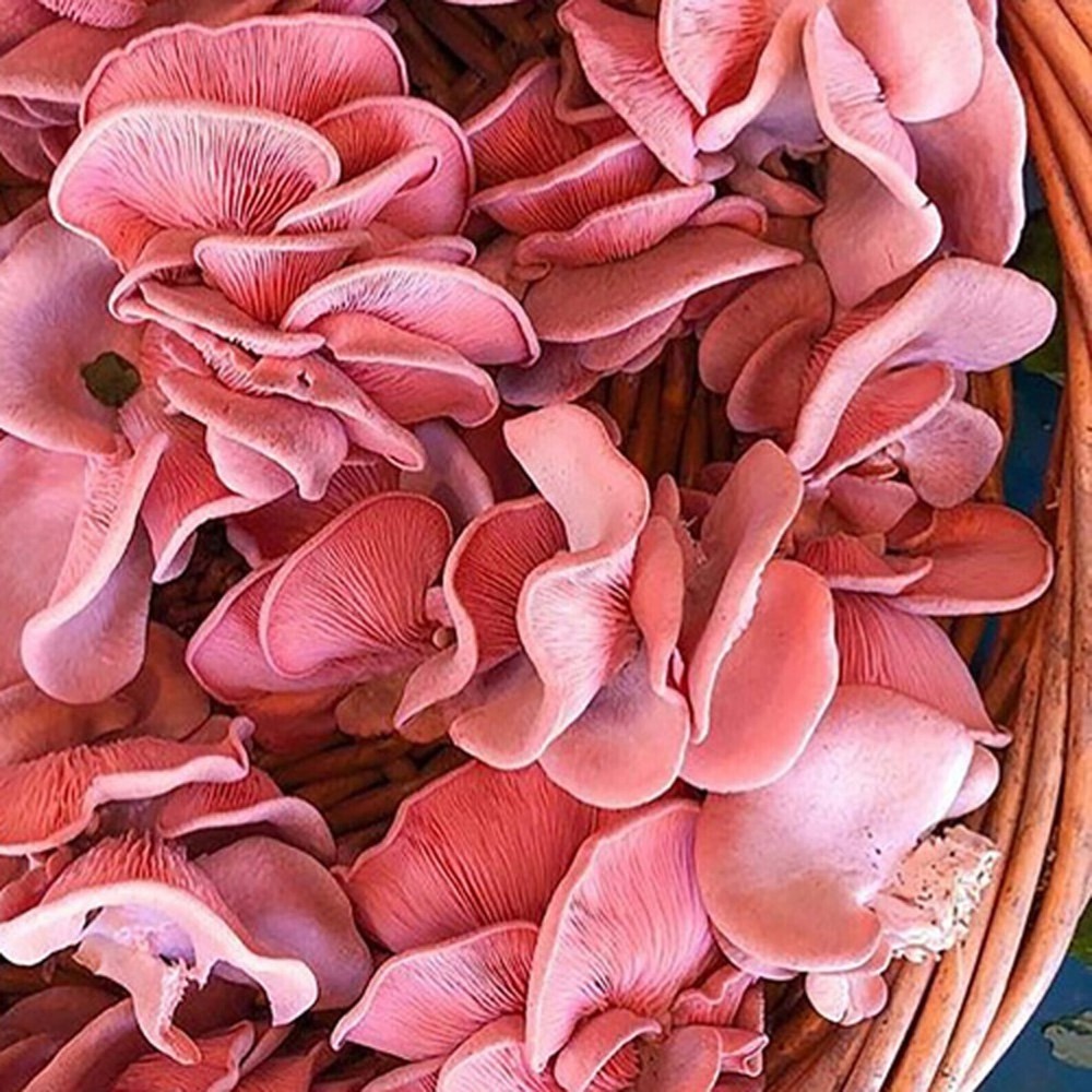 Pink Oyster (Valentine) Mushroom (Pleurotus djamor) Liquid Culture Syringe