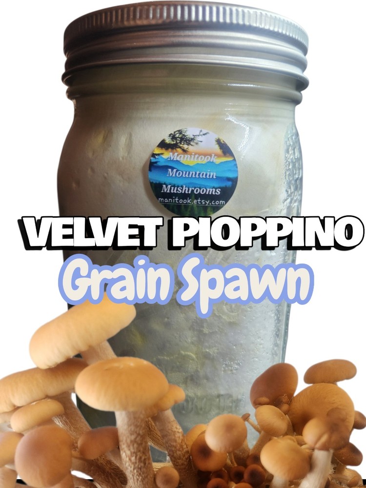VELVET PIOPPINO Mushroom Colonized Grain Spawn, 1 Quart
