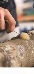 Mushroom Plug Spawn Wax Kit w/ Drill Bit