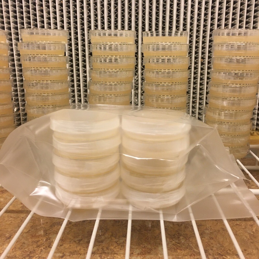 10 Petri Dishes Malt Extract Agar Sterile BD Falcon 60x15mm