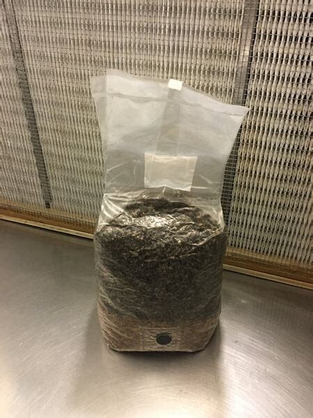 All-in-One MEDIUM Mushroom Grow Kit – 3 LB BAG with silicone injection port!