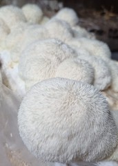 Lion’s Mane Mushroom Spore Syringe