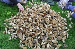 Morel Mushroom – Spawn – Garden Grow Kit – Covers 6′ X 6′ Area!
