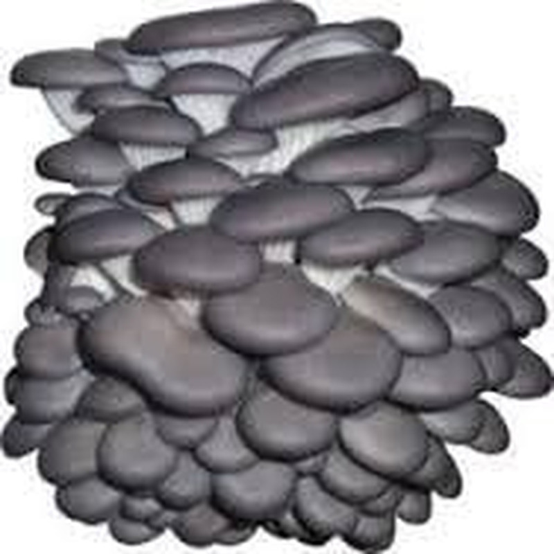 Grey Dove Oyster Mushroom Mycelium Plug Spawn – 100 Count – Cold Weather Fruiter