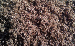 Mushroom CVG Substrate Coco Coir Vermiculite Gypsum 20lbs Pastureized Free Ship