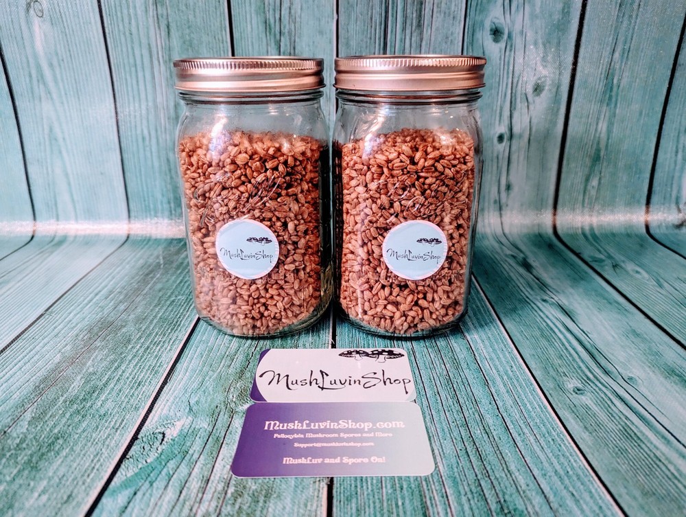 Premium Pack of Sterilized Rye Mushroom Grain Spawn Jars🍄