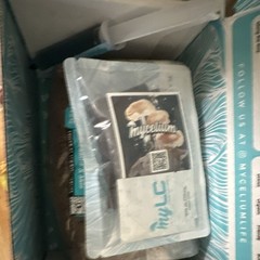 Mycelium Antler Reishi Mushroom Kit w/ Substrate & Spore Syringe, 5 lb